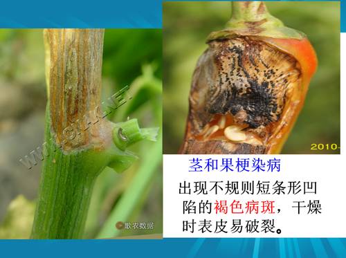 防治朝天椒炭疽病,辣椒炭疽病属于真菌还是细菌