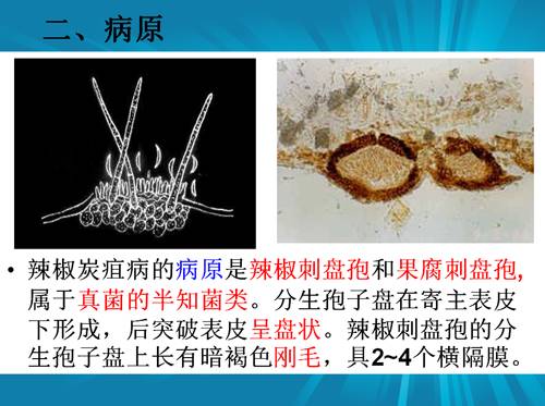 防治朝天椒炭疽病,辣椒炭疽病属于真菌还是细菌