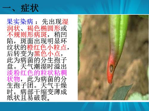 防治朝天椒炭疽病,辣椒炭疽病属于真菌还是细菌