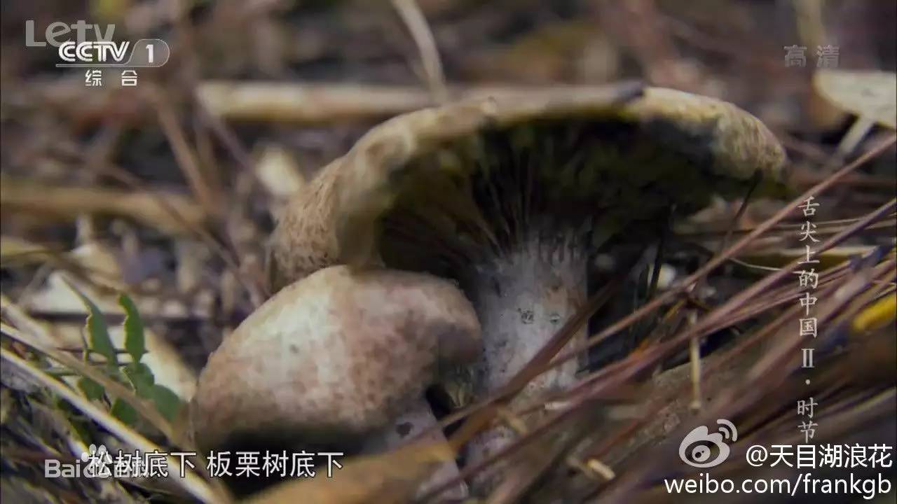 去日本抢购马桶盖反应,去了日本才知道的商品