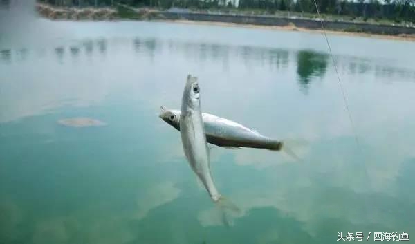 专治野钓不上钩的饵料,野钓鱼不吃钩