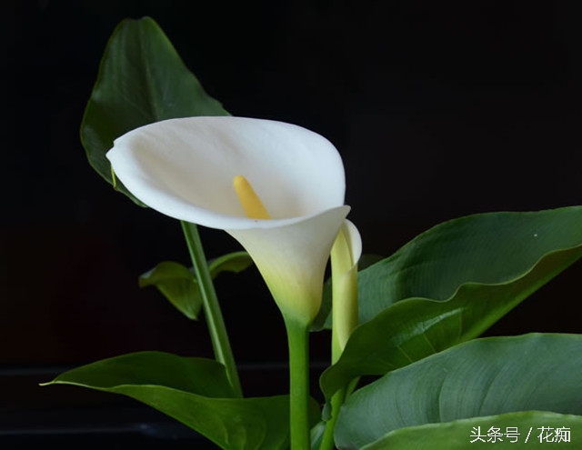 马蹄莲怎么养效果最好,马蹄莲在家养的寓意