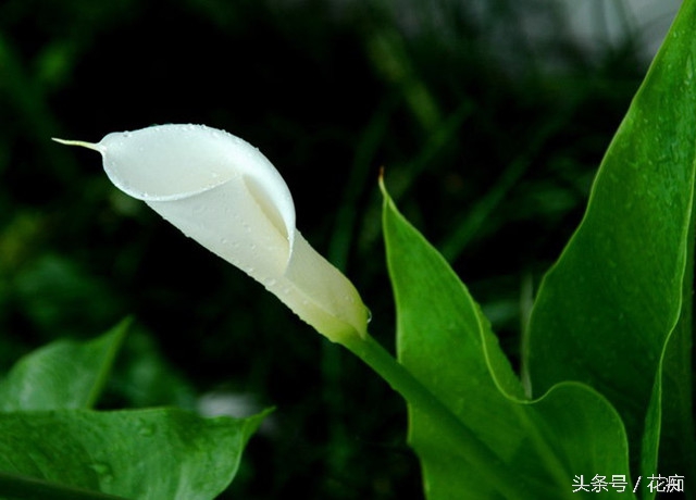 马蹄莲怎么养效果最好,马蹄莲在家养的寓意