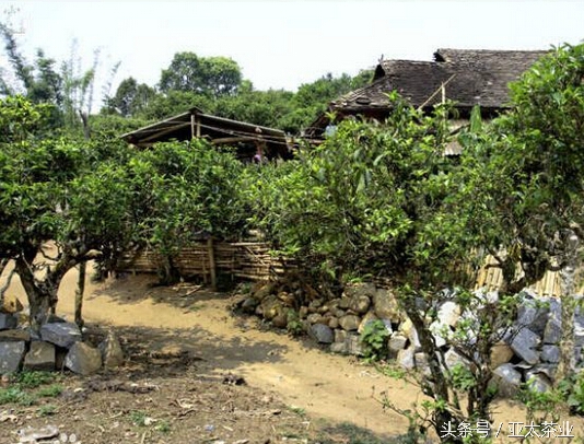 冰岛普洱茶茶山风景,普洱名山薄荷塘