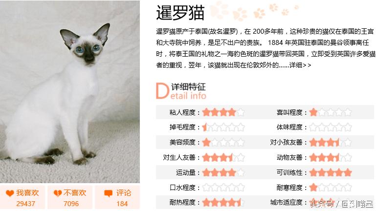 暹罗猫的习性性格饲养方法,暹罗猫的选购及饲养