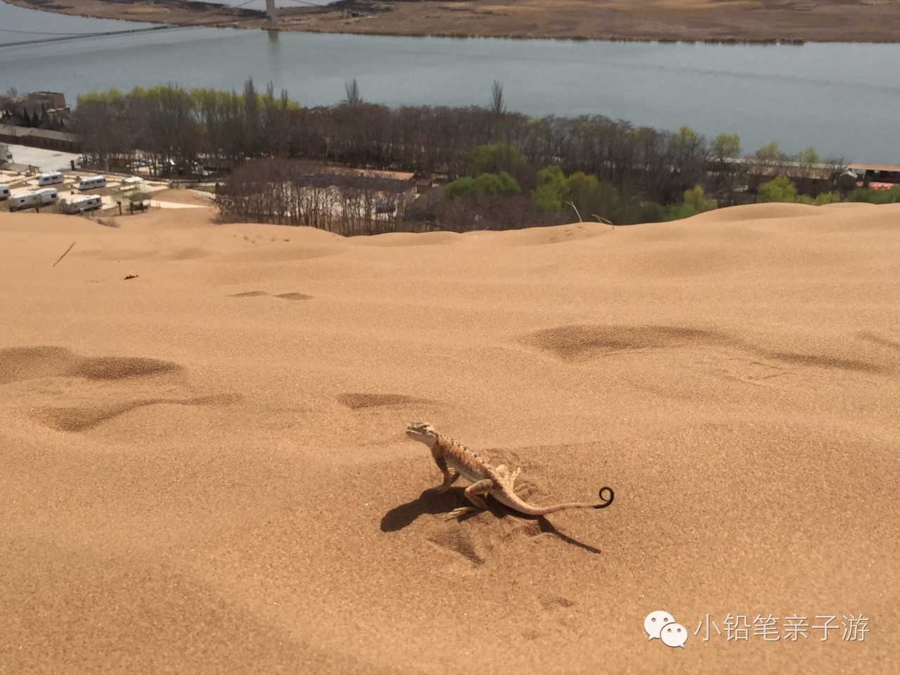 爸爸去哪儿宁夏沙坡头片段,爸爸去哪儿宁夏沙坡头