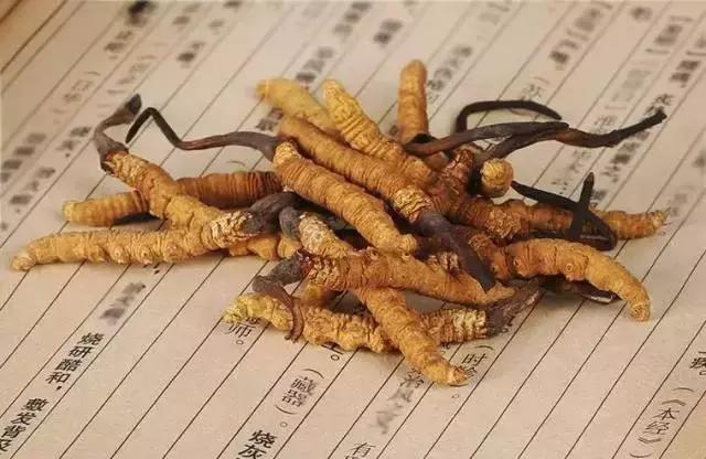 冬虫夏草|冬病夏治——“天下第一草”