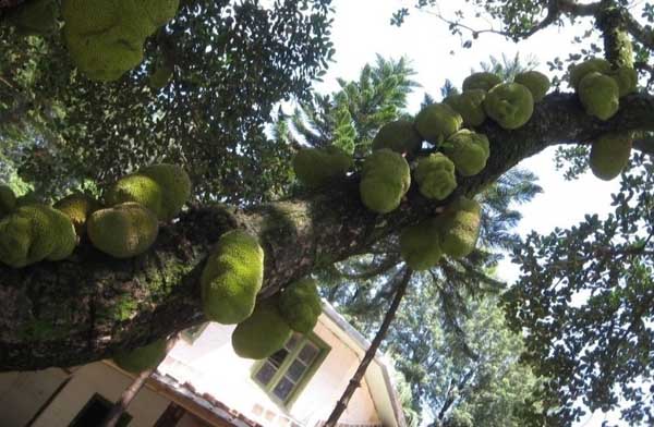 健脾补气,去胃寒,被誉为水果之王,说的就是它