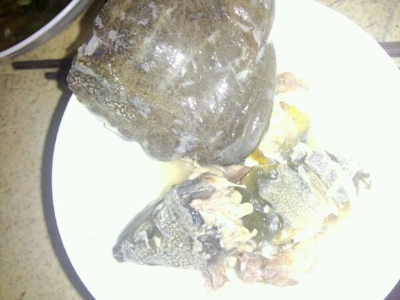 钓到一只野生甲鱼视频,钓到一只甲鱼