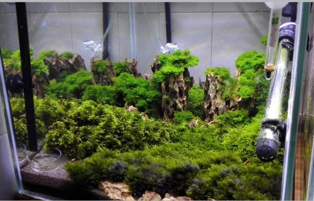 缸里同时长绿藻和黑毛藻,生态缸里为什么长黑毛藻