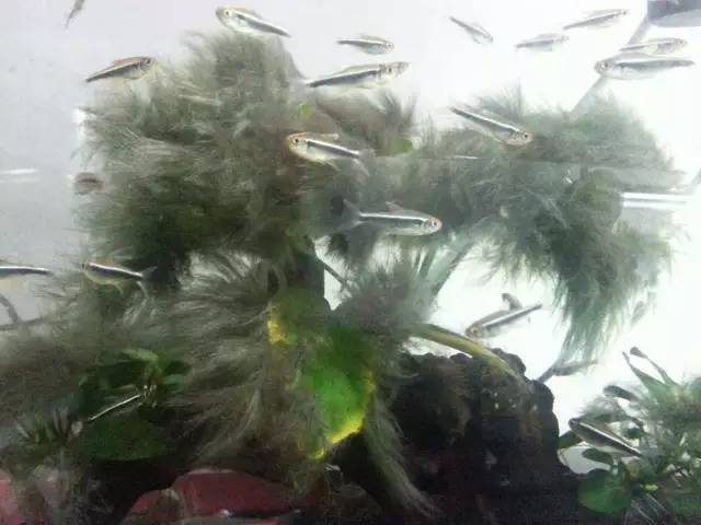 缸里同时长绿藻和黑毛藻,生态缸里为什么长黑毛藻