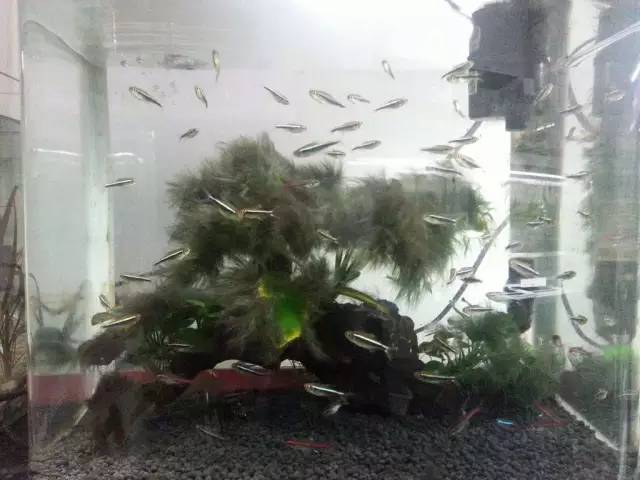 缸里同时长绿藻和黑毛藻,生态缸里为什么长黑毛藻