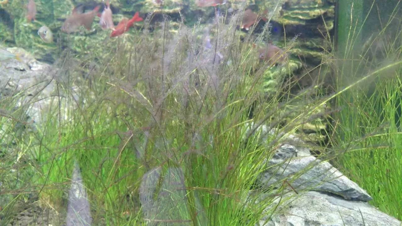 缸里同时长绿藻和黑毛藻,生态缸里为什么长黑毛藻