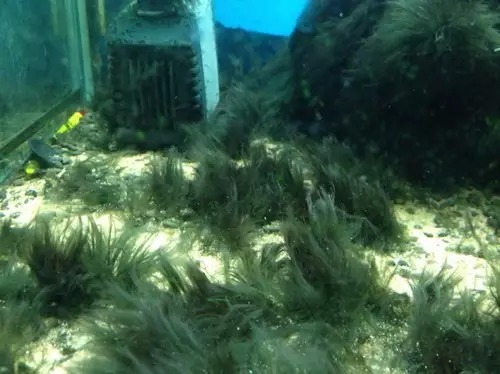 缸里同时长绿藻和黑毛藻,生态缸里为什么长黑毛藻