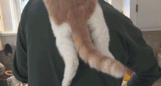 可以舔猫咪的神器,舌头仿真器