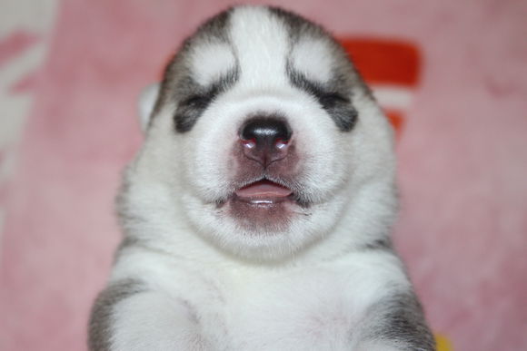 小眼睛的小奶哈，萌翻了，期待长大变大眼帅哥哦。