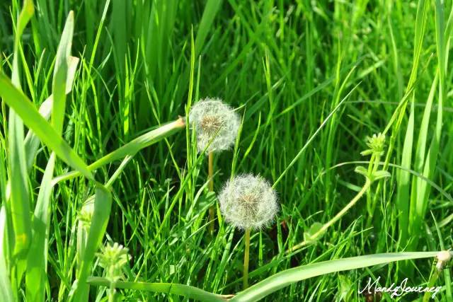 新西兰丨Dunedin但尼丁：骄傲的花园城市