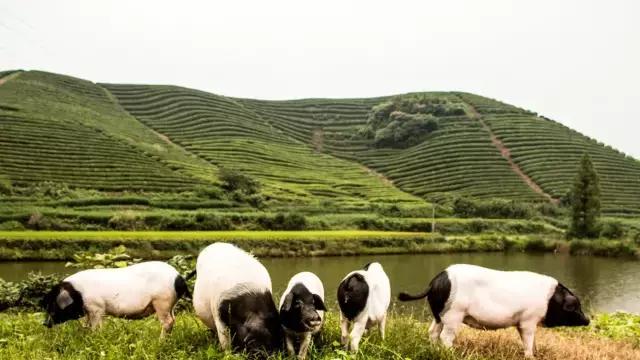 哪个地方有火腿 (有火腿的地方)