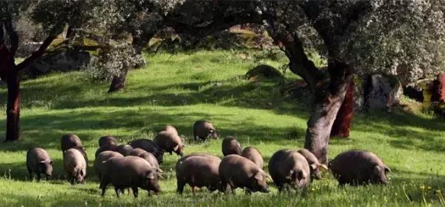 哪个地方有火腿 (有火腿的地方)