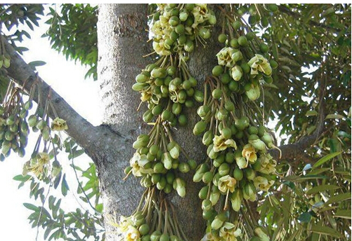 健脾补气,去胃寒,被誉为水果之王,说的就是它