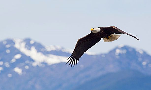 蚊帐走红,蚊帐在国外是真火了