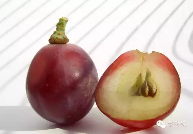 吃葡萄喝牛奶一定会拉肚子吗,牛奶和葡萄一起吃一定会拉肚子吗