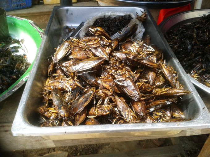 为什么有人吃蟑螂能治尿床,蟑螂煲水喝可以治尿床吗