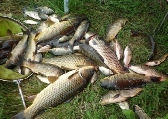 女钓手钓9百多斤大鲤鱼,90后妹子钓小龙虾