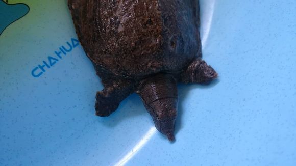 带回家一只小王八，身上有好多洞洞，媳妇看到都哭了