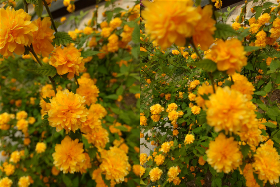 一代经典oppor9,oppor9系列哪款最好