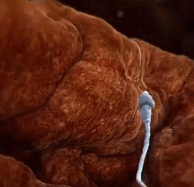 不容易怀孕的几个技巧,参考以下建议帮助提高受孕几率