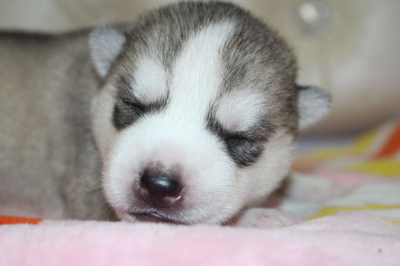 小眼睛的小奶哈，萌翻了，期待长大变大眼帅哥哦。