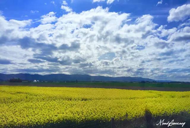 新西兰丨Dunedin但尼丁：骄傲的花园城市