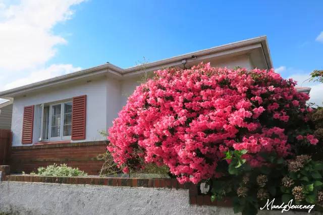 新西兰丨Dunedin但尼丁：骄傲的花园城市