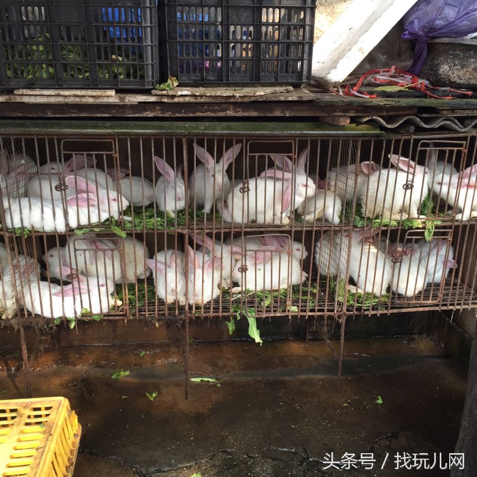 贵圈太乱出处,贵圈太乱还会出现什么