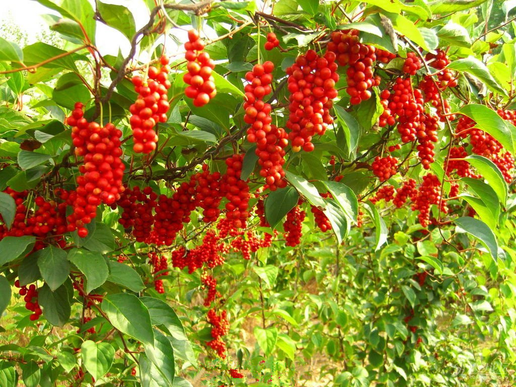 1味中药包含酸苦甘辛咸，治久咳气喘、遗精遗尿