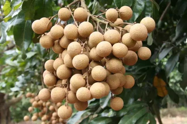 女孩被龙眼卡喉医生合力救回,小孩被荔枝卡喉咙急救