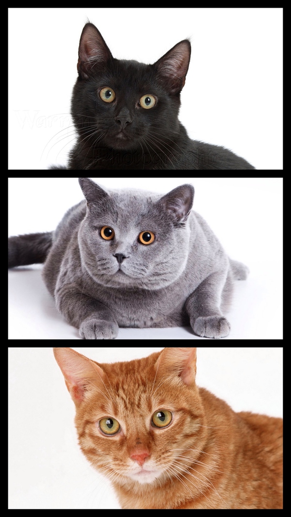 关于王宝强亲子鉴定,王宝强晒鉴定书公开儿子身世