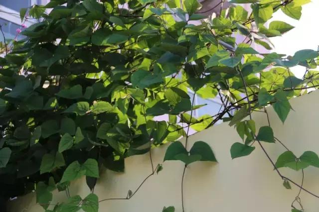 瀹跺湪杩滄柟鐨勫,瀹跺湪娴烽槼