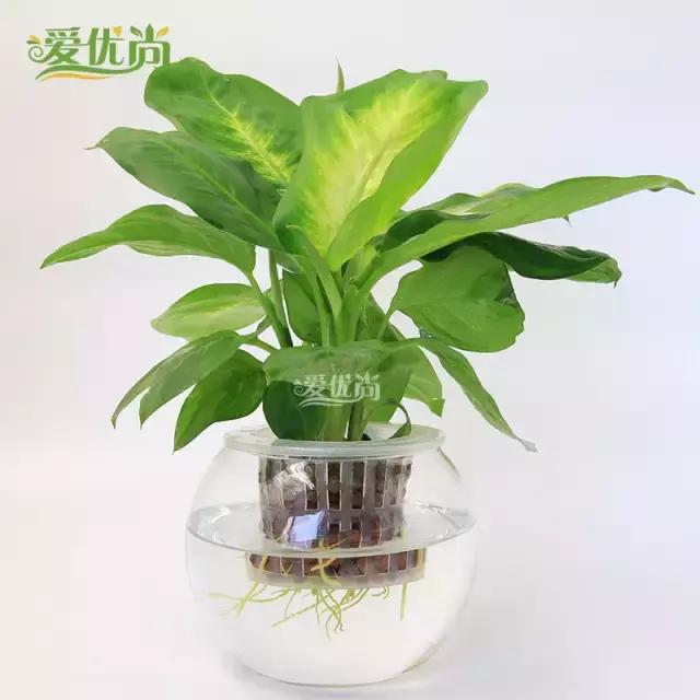 超实用水培植物怎么养,最适合懒人养的4种水培植物