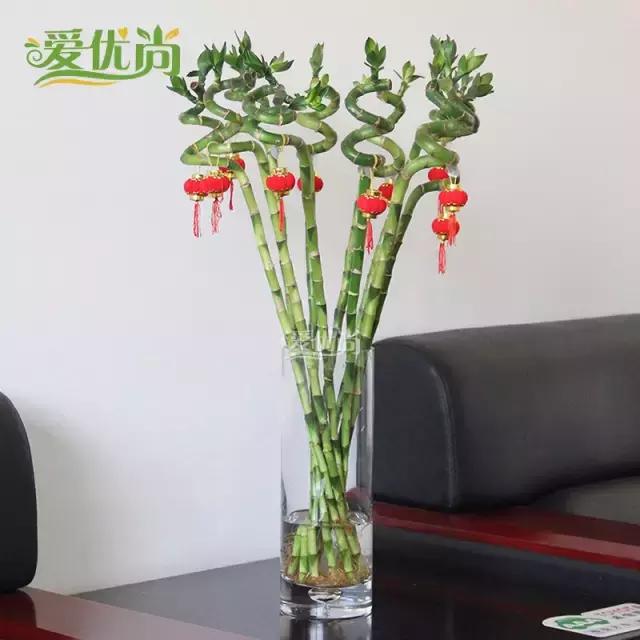 超实用水培植物怎么养,最适合懒人养的4种水培植物
