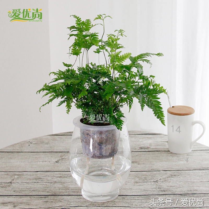 超实用水培植物怎么养,最适合懒人养的4种水培植物