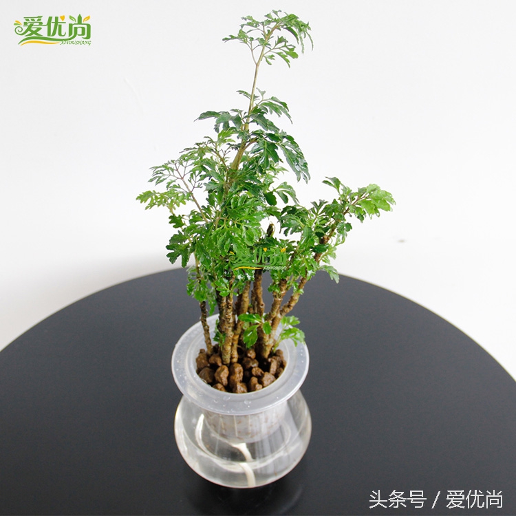 超实用水培植物怎么养,最适合懒人养的4种水培植物