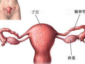 玻璃化冷冻胚胎1和2的区别,玻璃化冷冻卵