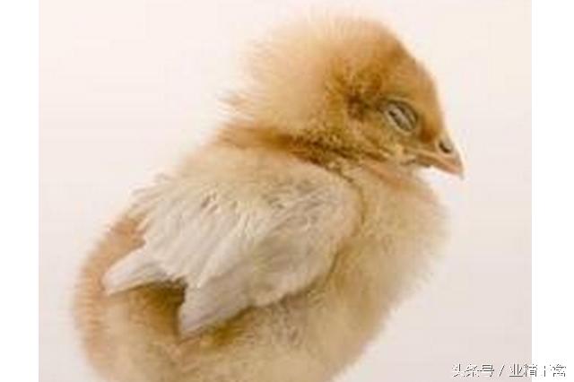 鸡得白血病传染吗,什么情况下鸡得白血病