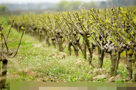 猫死为什么要挂在树上,猫死时为什么要挂树上