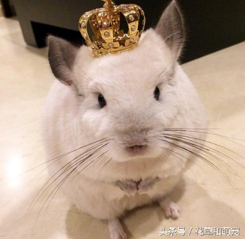 还会自己拿杯子喝水，这只龙猫可是温柔的小公举