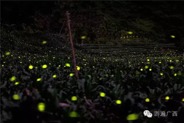 广西乐业出现神秘萤火之光，堪比美国大片！