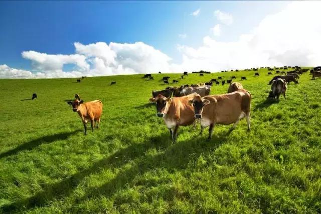 香港哪款奶粉值得购买,香港奶粉购买攻略