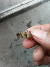 河蟹为什么自己养不活,河蟹养殖中存在的问题